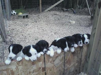 Border Collie Puppies for Sale